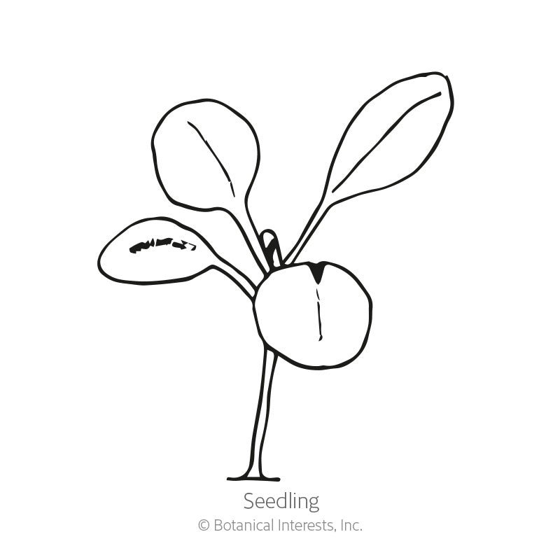 Candy Stevia Seeds