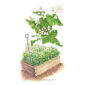 Common Buckwheat Cover Crop Seeds