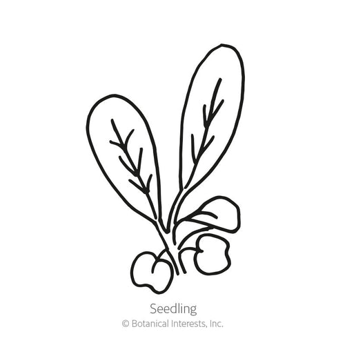 Arugula Baby Greens Seeds