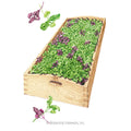Ciao Bella Basil Blend Microgreens Seeds