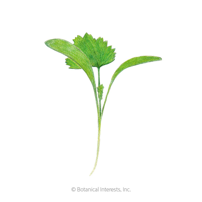 Cilantro Microgreens Seeds