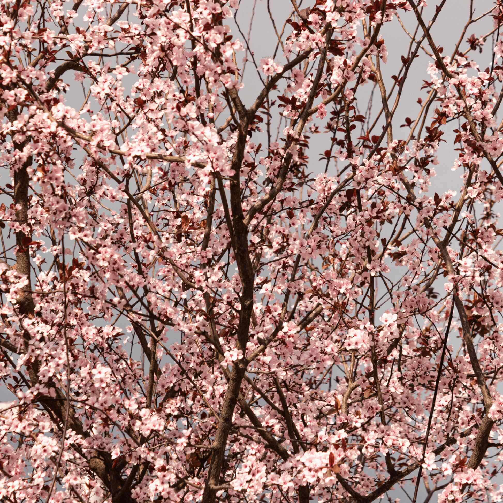 Black Tartarian Cherry Tree