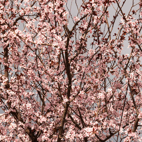 Black Tartarian Cherry Tree