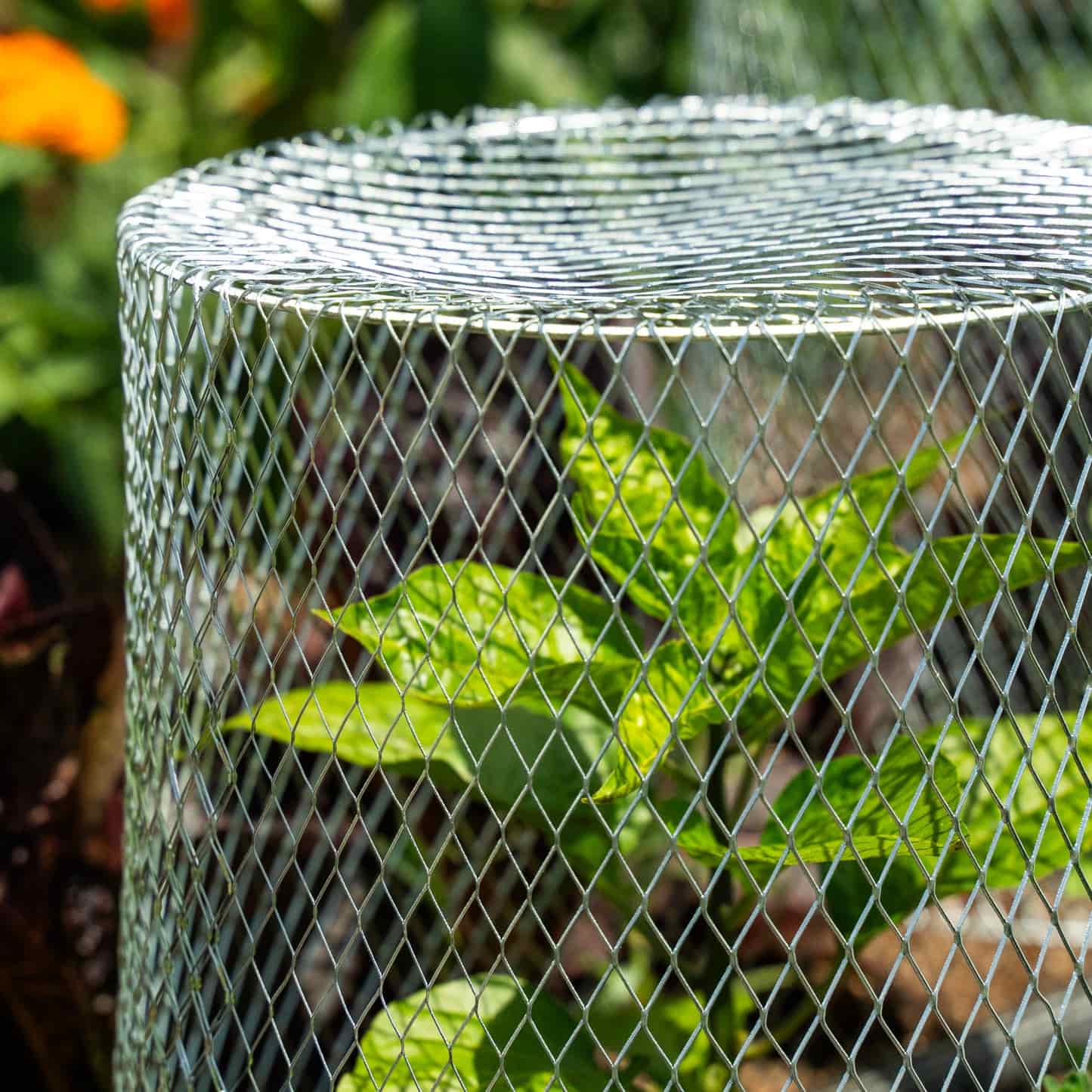Critter Cage - Plant Protectors (10 pack)