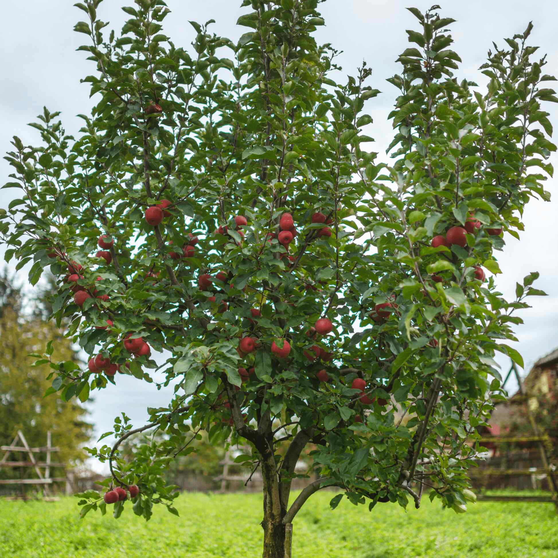 Fuji Apple Tree