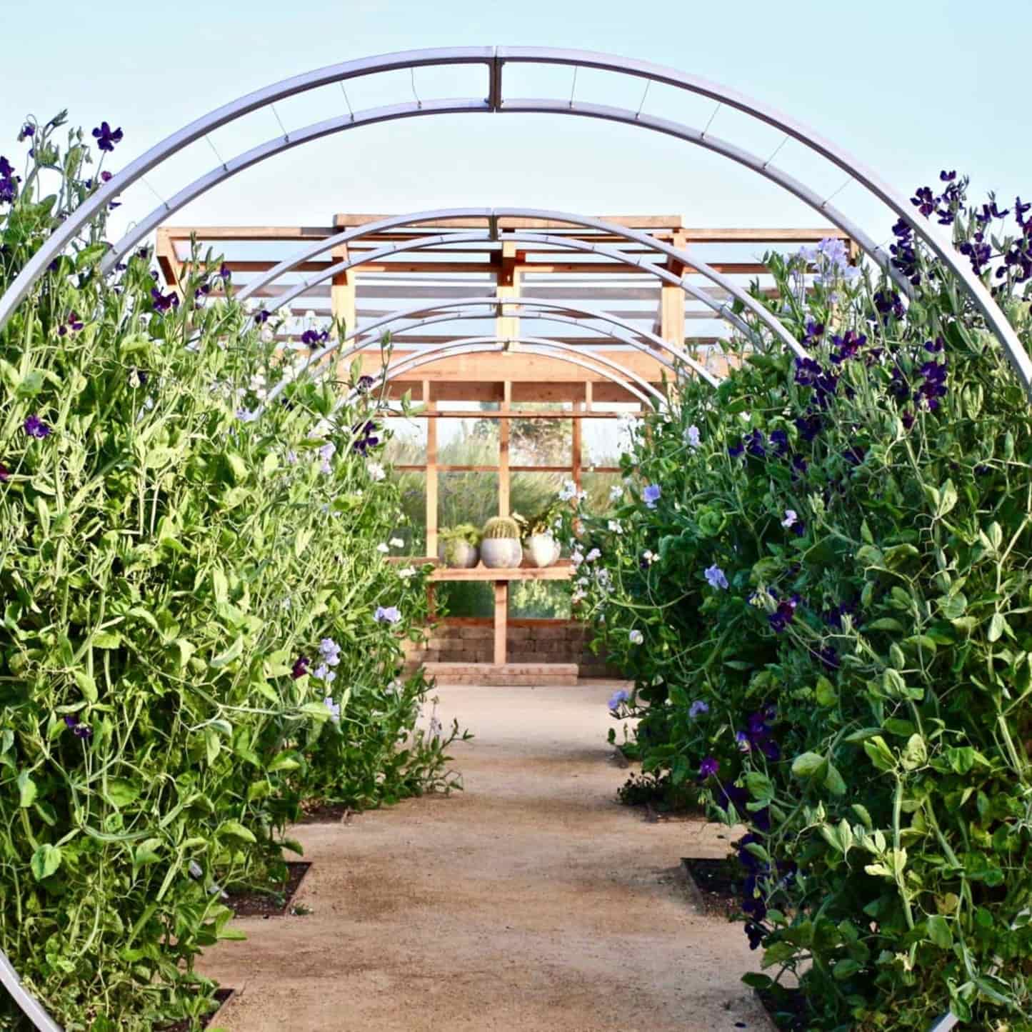 Gracie Modern Arbor
