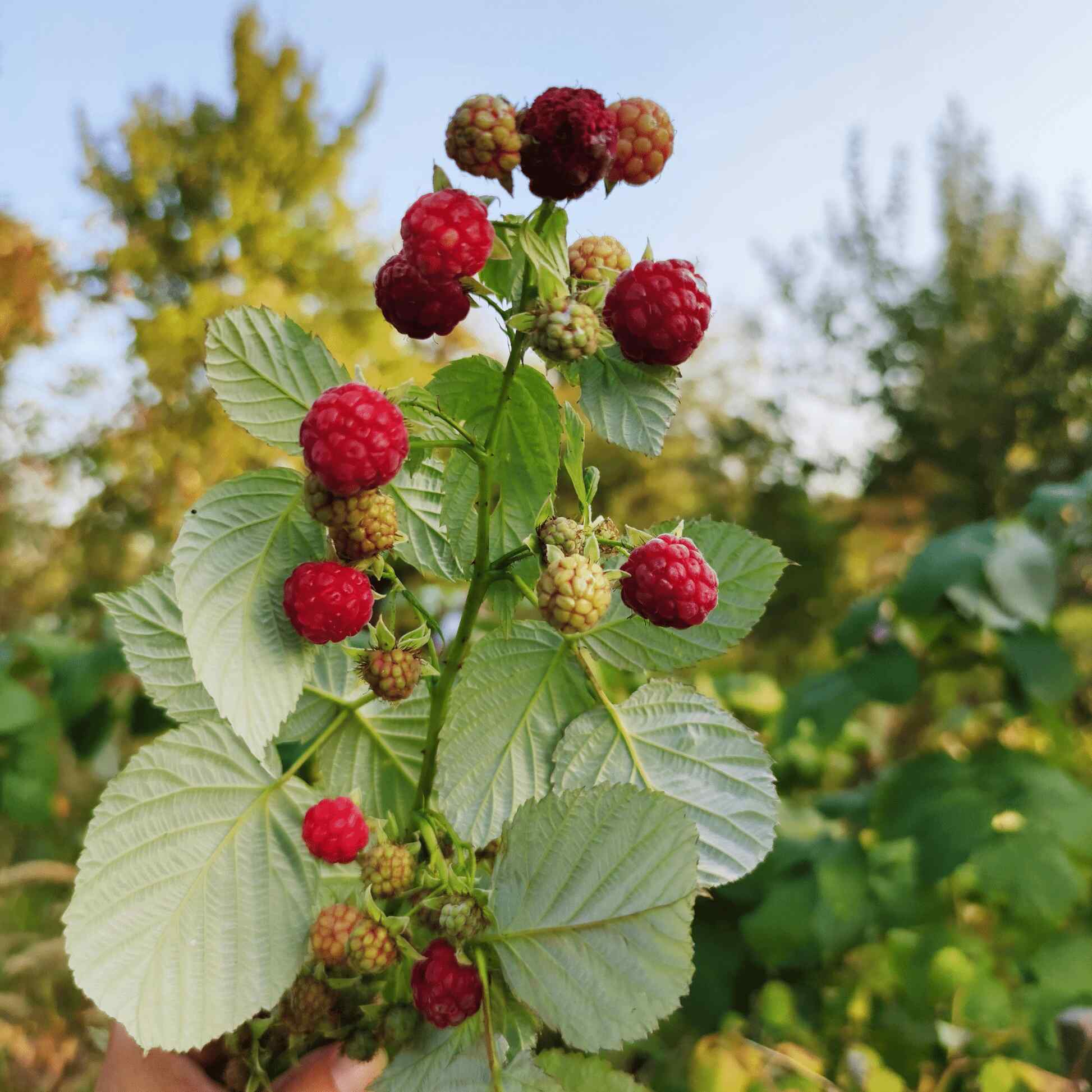 Heritage Raspberry