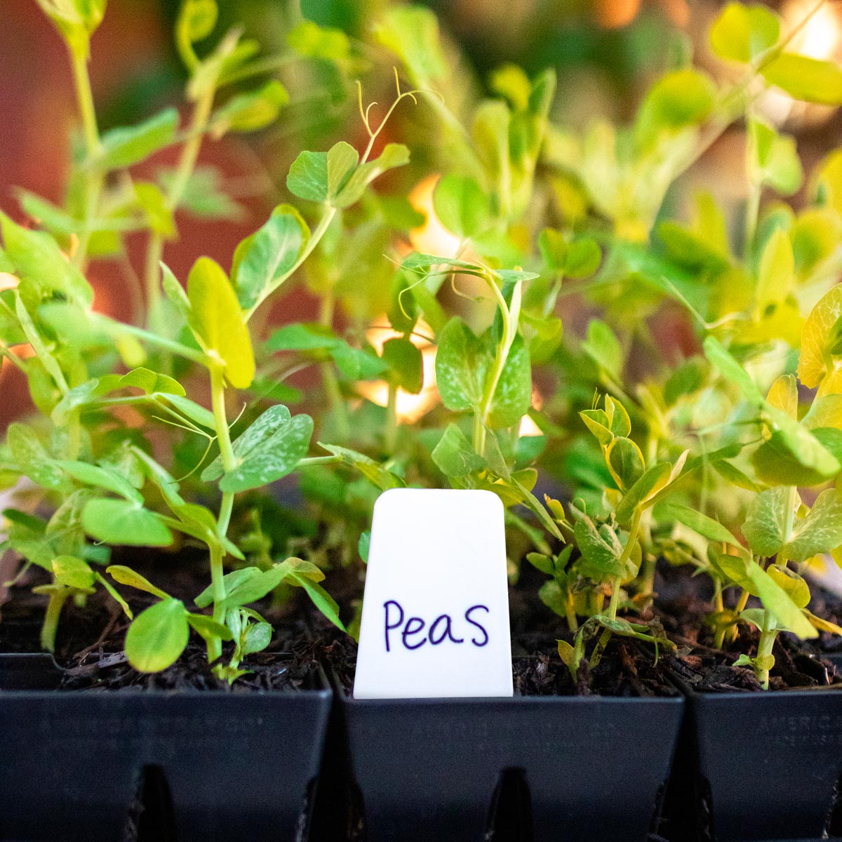Epic Plant Tags