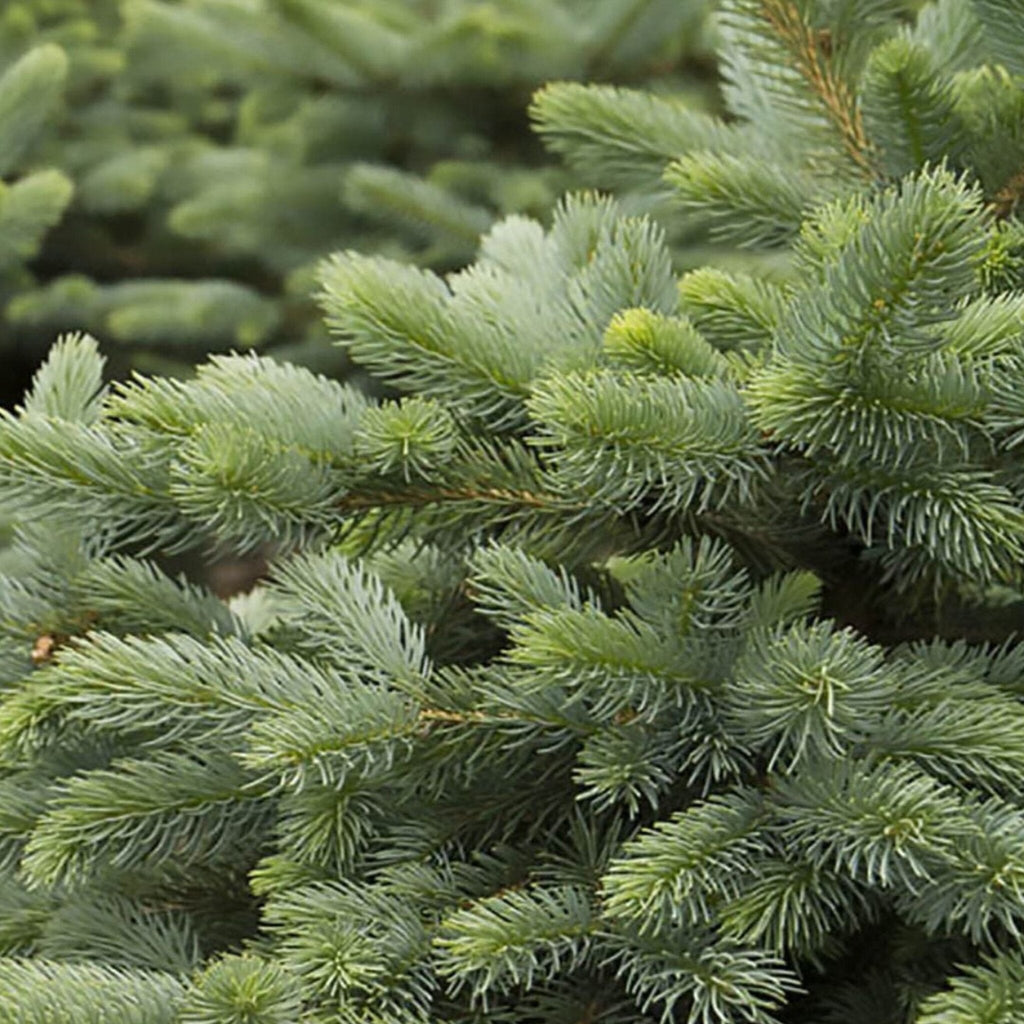 Baby Blue Eyes Spruce